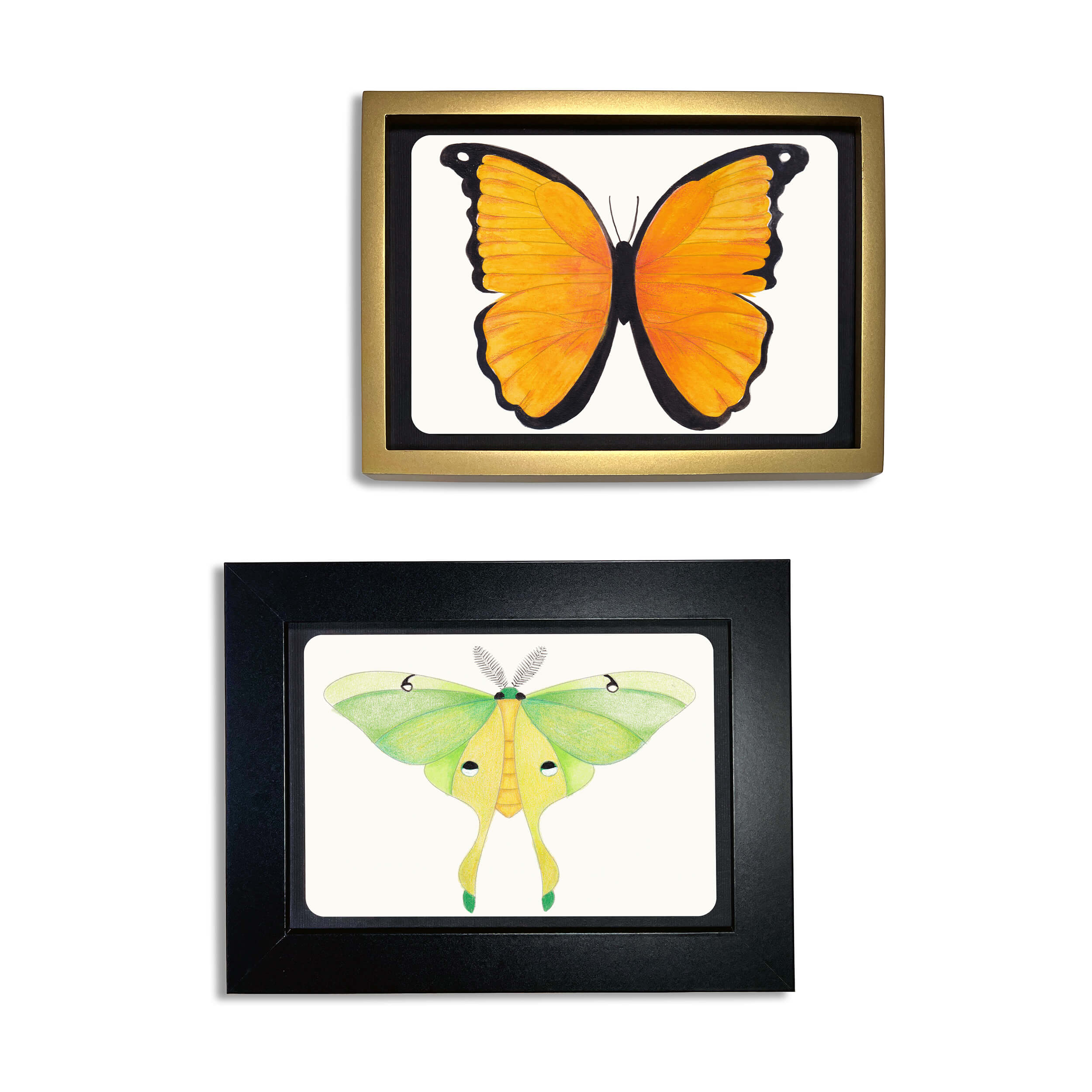 Elseware Unplug coloring postcard illustrations of an orange butterfly and a green luna moth, displayed in decorative frames