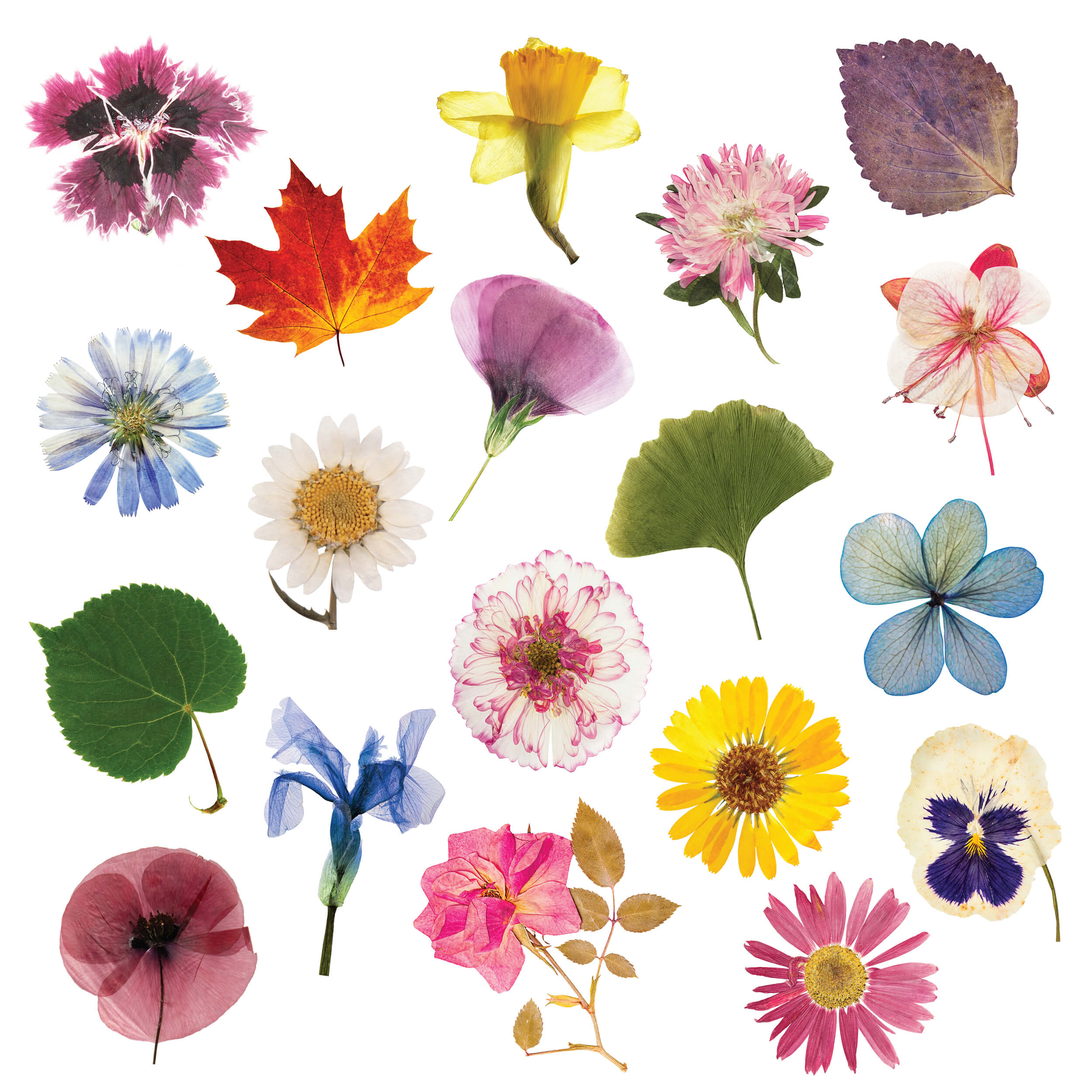 A colorful assortment of pressed flowers and leaves created using the Elseware Unplug flower press kit