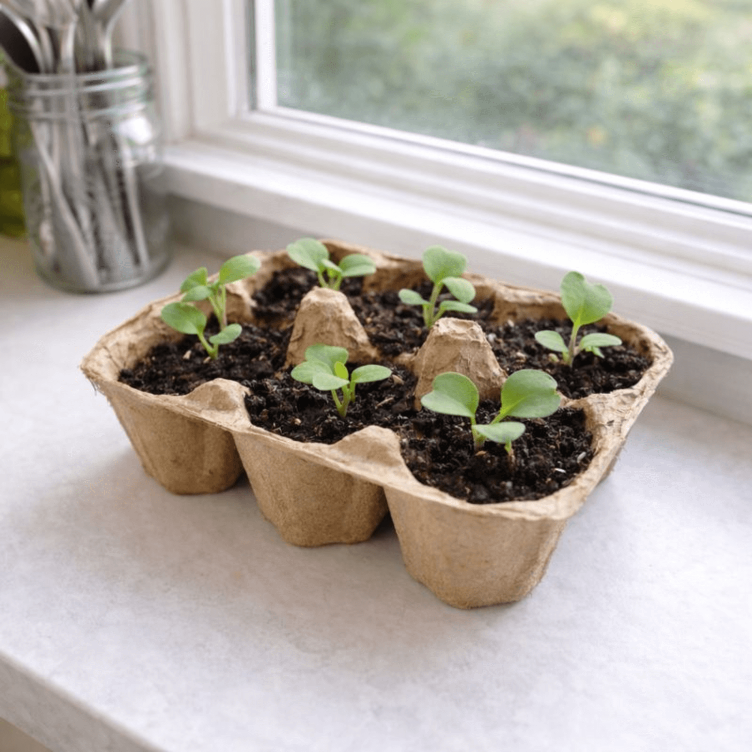 Seedlings in a cardboard egg carton on a windowsill